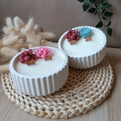 Suculenta en bol ratllat