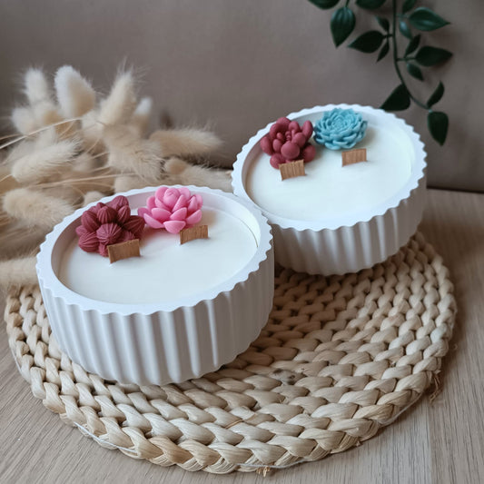 Suculenta en bol ratllat