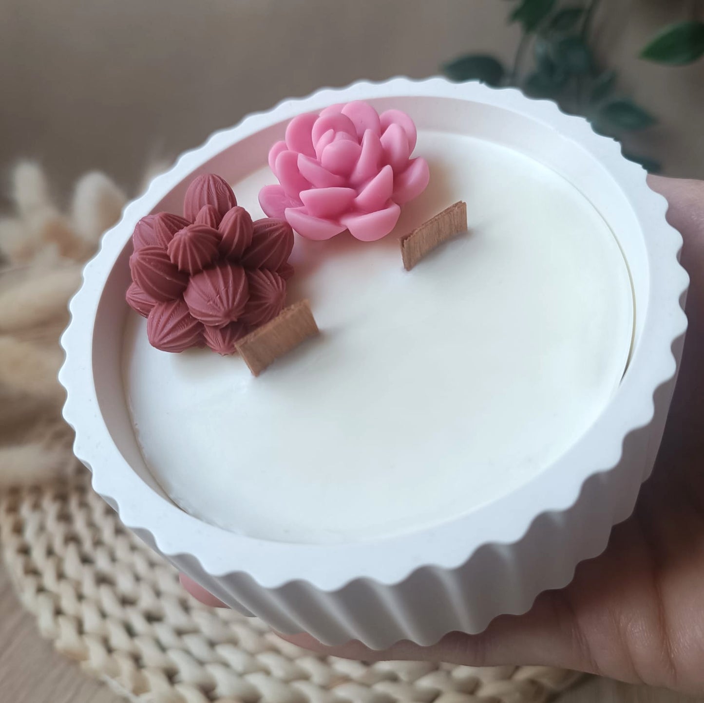 Suculenta en bol ratllat